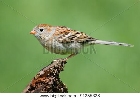 Field Sparrow (spizella Pusilla) On A Branch