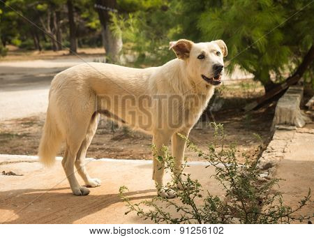 Dogs On The Beach, Schinias, Greece