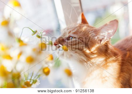 The Red Cat Smells A Bouquet Of Camomiles. Cozy Morning At Home.