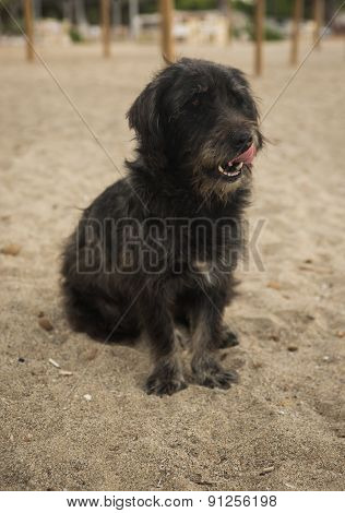 Dogs On The Beach, Schinias, Greece