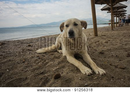 Dogs On The Beach, Schinias, Greece