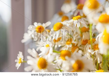 Bouquet Of Camomiles At Sunlight, Cozy Summer Morning At Home.