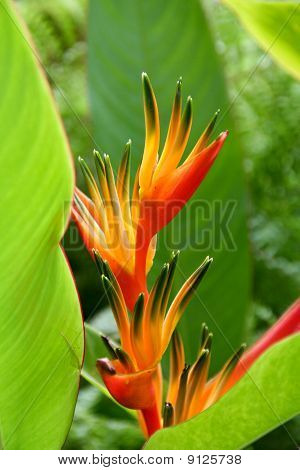 Heliconia psittacorum