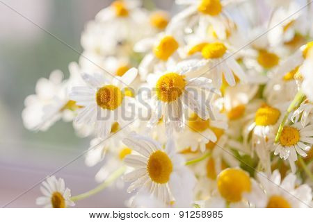 Bouquet Of Camomiles At Sunlight. Natural Cute Background.