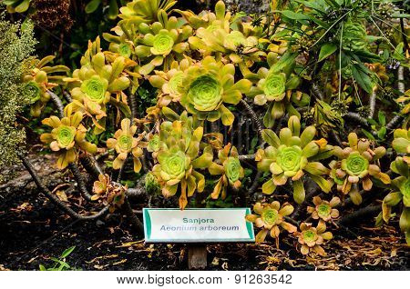 Green Succulent Flower