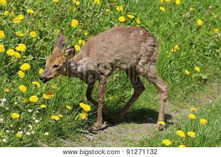 Sick Young Roe (capreolus Capreolus)