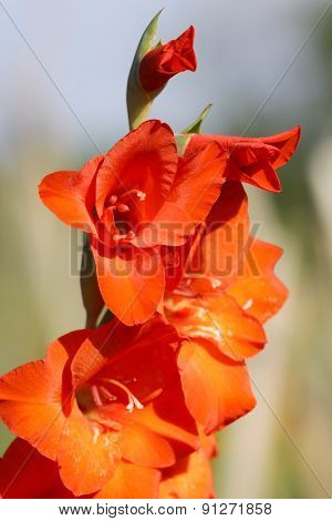 Close up shot of red King Humbert flower