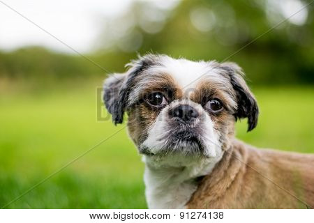 Cute Bichon Frise X Shih Tzu