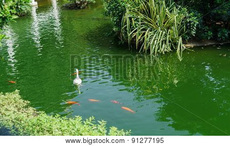 HONG KONG - APRIL 16, 2015: pound with birds in Kowloon Park. Kowloon Park is a large public park in Tsim Sha Tsui, Kowloon, Hong Kong. It has an area of 13.3 hectares