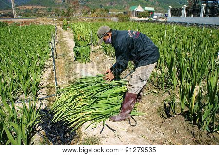 Asian Farmer, Vietnamese Plantation, Gladiolus Flower
