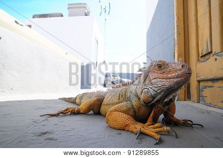 Colored Young Male Iguana