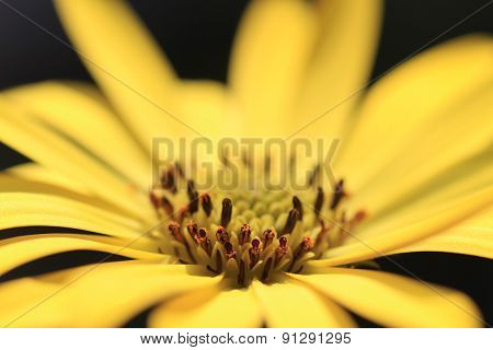 ?steospermum flower