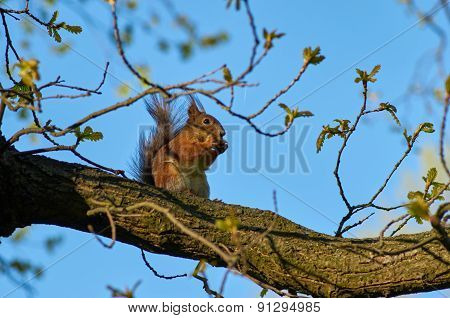 Red Squirrel