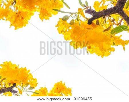 Close Up Yellow Flower Over White Background