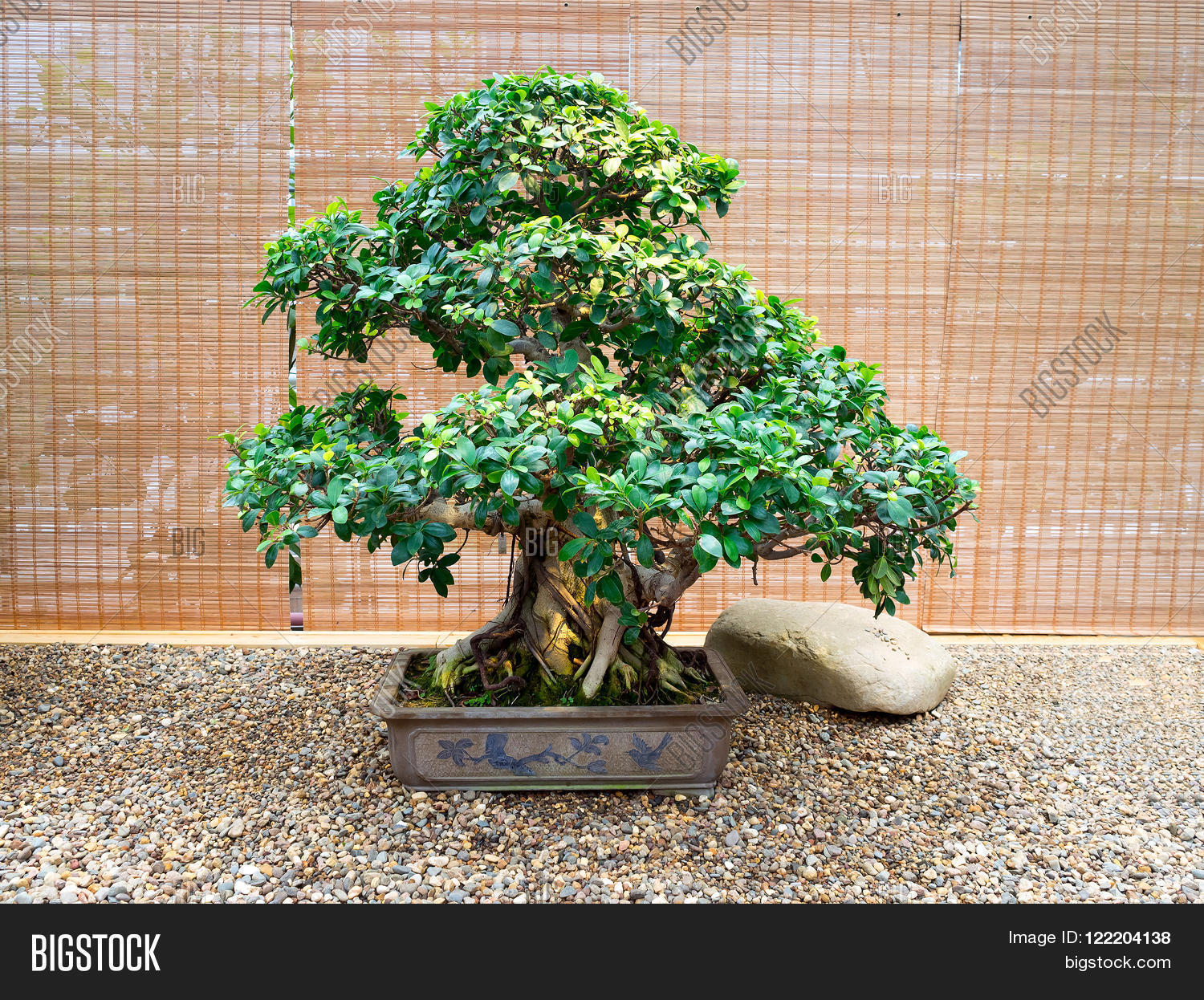 Image Preview