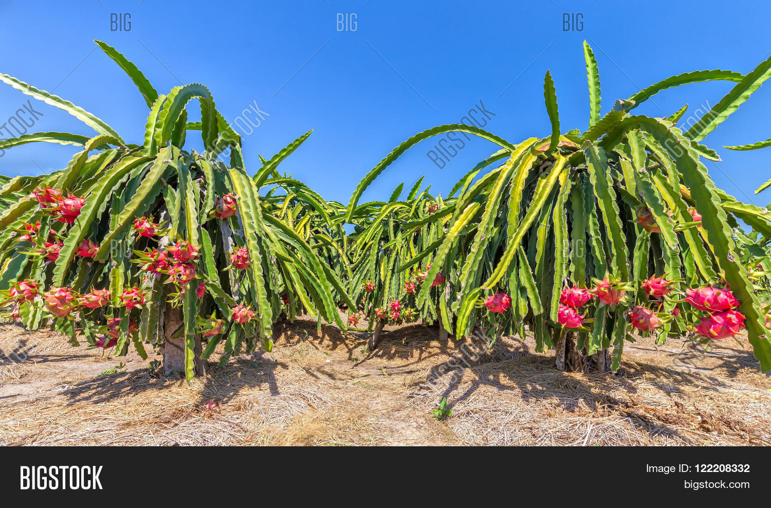 Get Wallpaper Full Dragon Fruit Image Photo Free Trial Bigstock Free HD