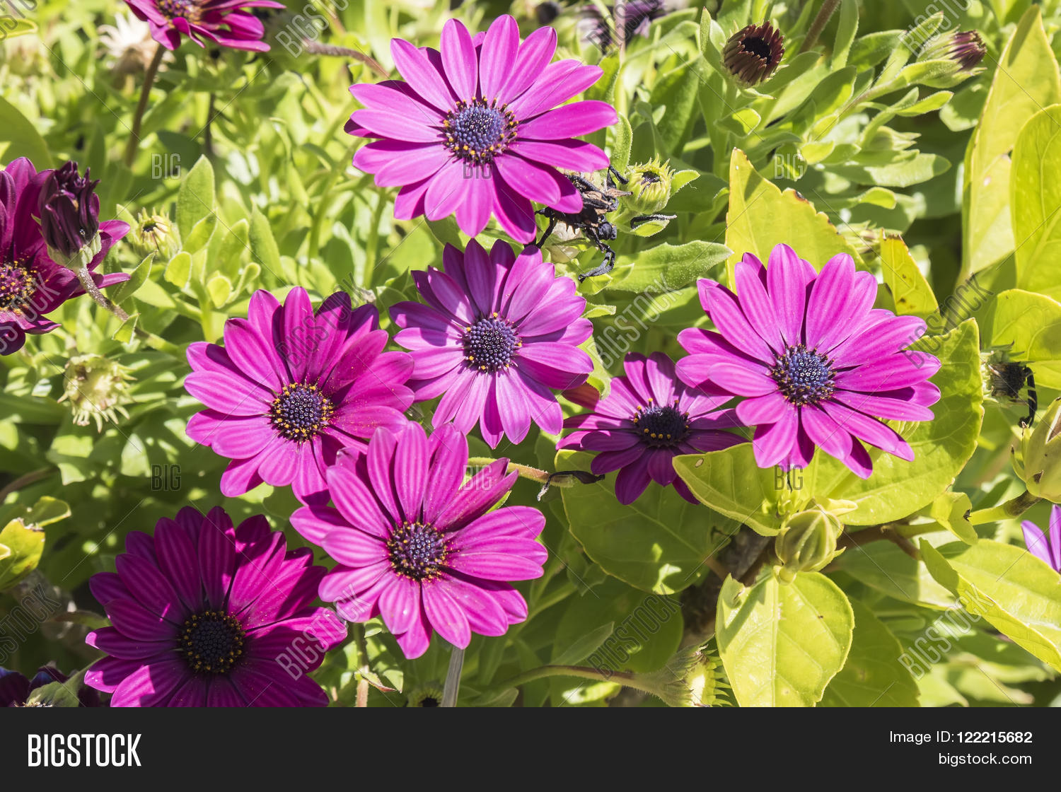 Image Preview