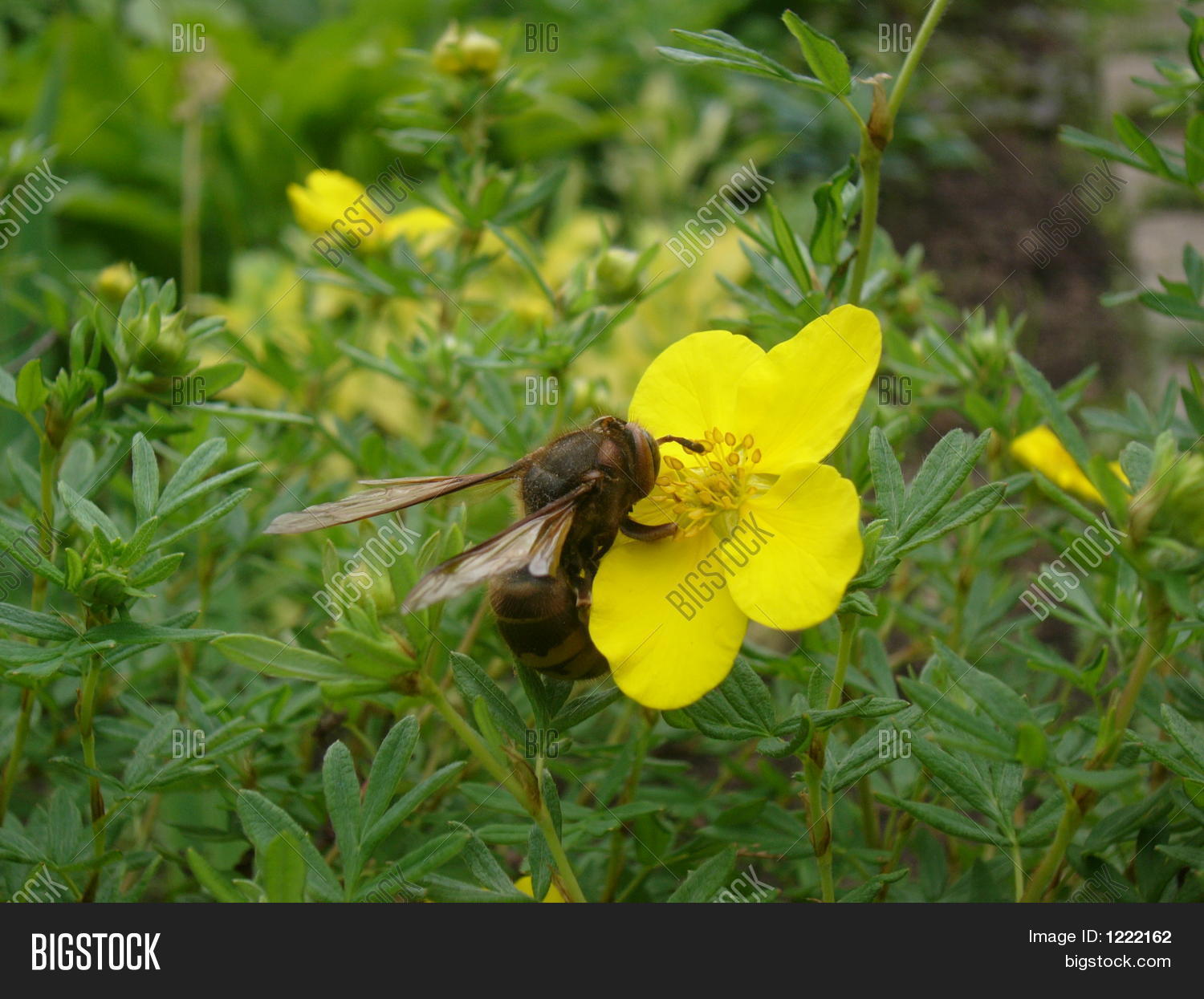Image Preview