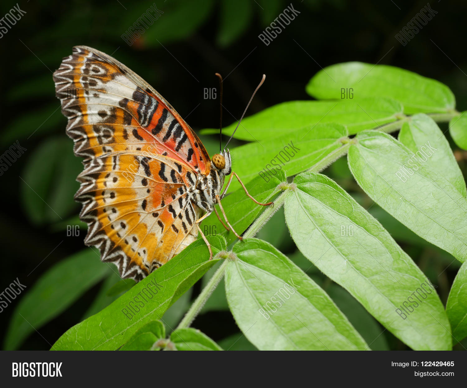 Image Preview