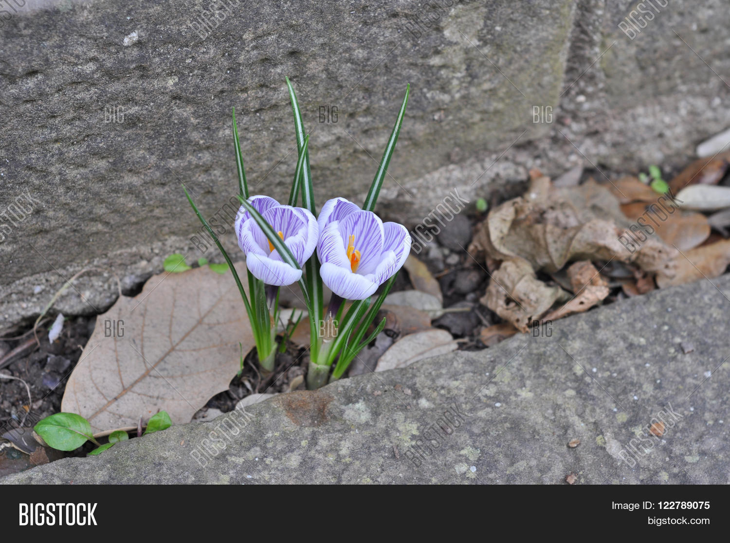 Image Preview
