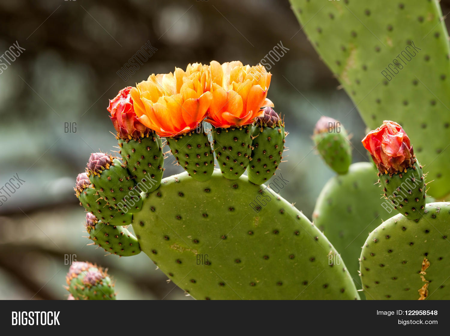 Image Preview