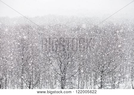 Snowfall Over Forest In Winter Day