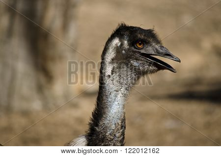 this is a close up of an Australian emu