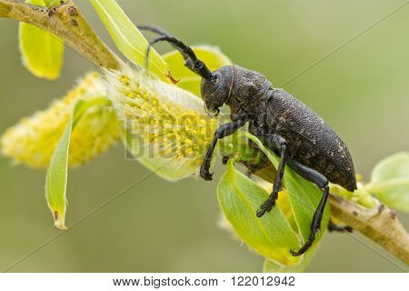 Lamia textor beatle on willow in spring