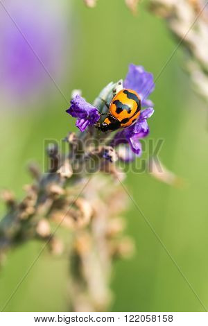 Asian Ladybug or ladybird beetle (Harmonia axyridis)
** Note: Shallow depth of field