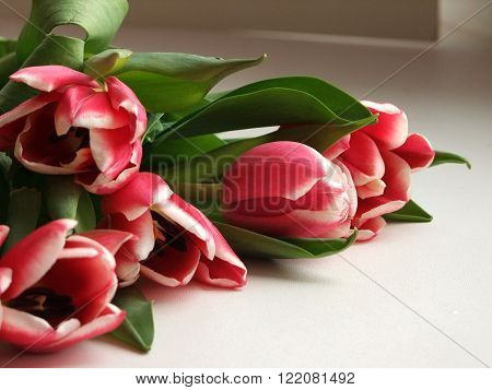 pink tulips on a light background. the dismissed tulip buds.