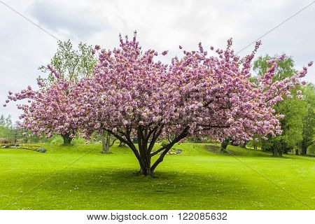Beautiful Sakura Tree In The Park
