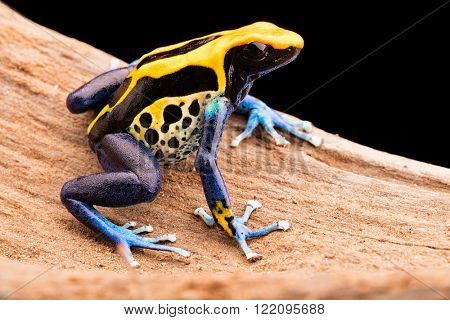 poison dart frog, Dendrobates tinctorius a poisonous animal from the Amazon rain forest in Brazil.