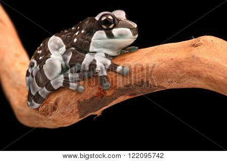 Amazon milk frog macro of a cut small amphibian in the tropical rain forest