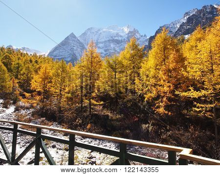 The Autumn at Yading Nature Reserve in Daocheng County ,China