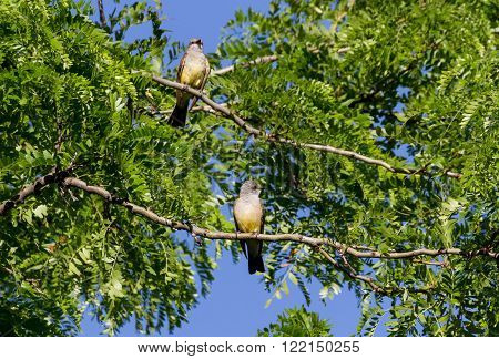 two Western Kingbird in west washington state