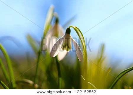 Wildlife Snowdrop flower on the nice blurred background