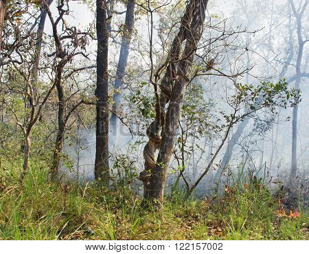 Wildfire in the forest in Chitwan, Nepal
