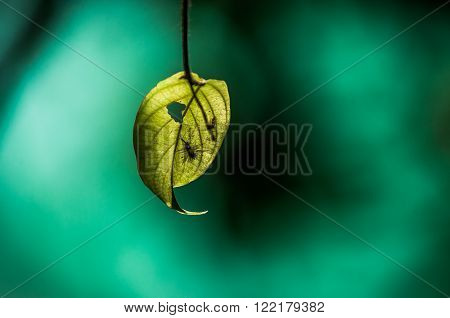 A shot of a bug trapped by spider web under a leaf. The spider will come back to enjoy its meal.