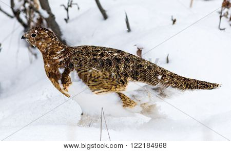 Willow Ptarmigan In Denali National Park