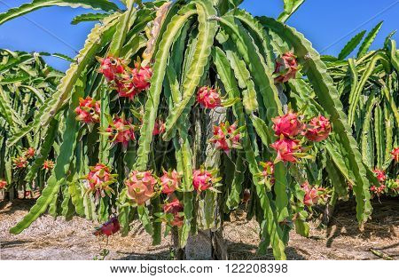 Ripe dragon fruit on a pole laden with ripe red dragon fruit in the harvest in the sunny day
