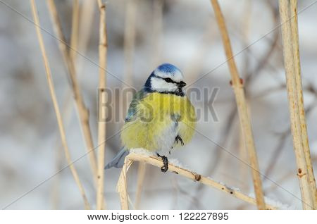 Perching Blue Tit ((Parus caeruleus Cyanistes caeruleus)) in winter