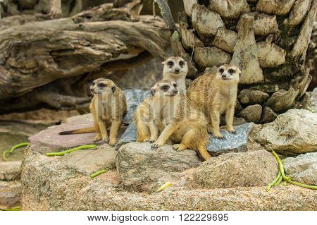 Family of Slender Tailed Meerkats (Suricata suricatta)