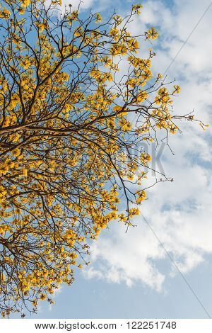 Supanika Flower Cochlospermum regium with Blue Sky