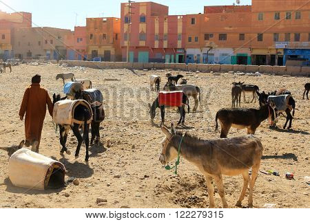 Donkeys In Rissani, Morocco