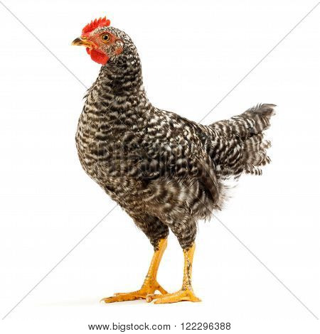 Mid-sized Pullet Standing On White