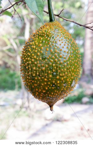 Gac fruit (Momordica cochinchinensis) is cultivated throughout Southeast Asia