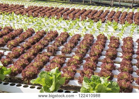 Organic vegetables hydro phonic Plantation are grown on the mountains