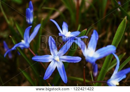 Scilla shining little blue flower flourishing in spring suitable as a background with the Latin name SCILLA forbesii