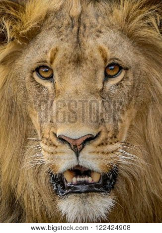Starring Lion in the Selati Game Reserve, South Africa.