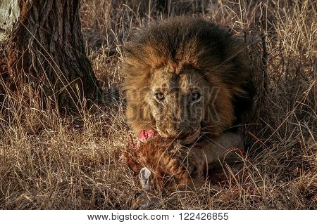 Lion eating a Duiker in the Makalali Game Reserve, South Africa.